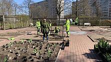 Rosenträdgården får nytt liv. Foto: Karl G Jönsson.